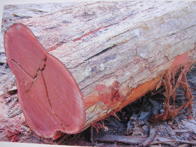 Mahagón - drevo na výrobu nábytku